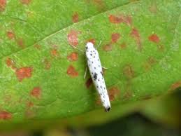 Attēlu rezultāti vaicājumam “Yponomeuta plumbella”