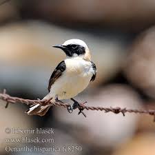 Image result for Oenanthe hispanica