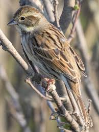Image result for Emberiza spodocephala