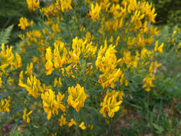 Image result for Genista tinctoria