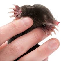 Attēlu rezultāti vaicājumam “Talpa europaea”