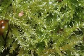 Attēlu rezultāti vaicājumam “Sciuro-hypnum reflexum”