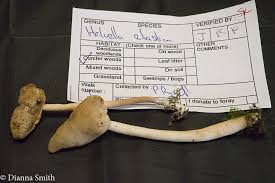 Attēlu rezultāti vaicājumam “Helvella elastica”