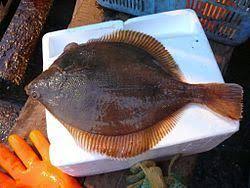 Image result for Limanda limanda