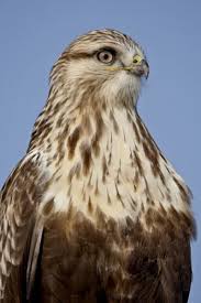 Attēlu rezultāti vaicājumam “Buteo lagopus”