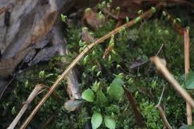 Attēlu rezultāti vaicājumam “Plagiomnium cuspidatum sporophyte”