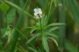 Attēlu rezultāti vaicājumam “Viola arvensis leaf”