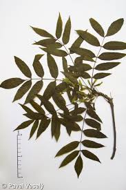 Attēlu rezultāti vaicājumam “Fraxinus excelsior”