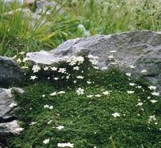 Attēlu rezultāti vaicājumam “Arenaria procera”