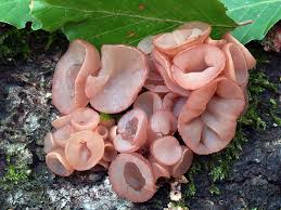 Attēlu rezultāti vaicājumam “Neobulgaria pura”