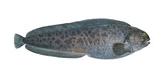 Image result for Anarhichas denticulatus