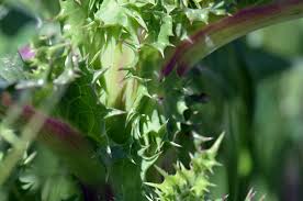 Attēlu rezultāti vaicājumam “Sonchus asper”