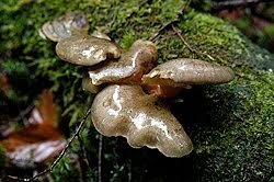 Attēlu rezultāti vaicājumam “Panellus serotinus”