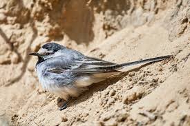 Attēlu rezultāti vaicājumam “Motacilla alba”