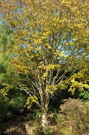 Attēlu rezultāti vaicājumam “Betula alleghaniensis”