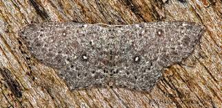 Attēlu rezultāti vaicājumam “Cyclophora pendularia”