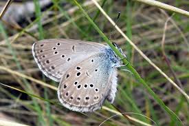 Attēlu rezultāti vaicājumam “Maculinea alcon underside”