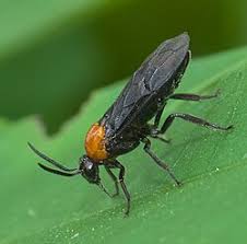 Attēlu rezultāti vaicājumam “Arge ustulata”