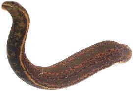 Attēlu rezultāti vaicājumam “Annelides”