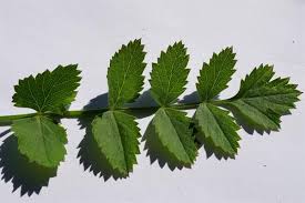 Image result for Pimpinella saxifraga