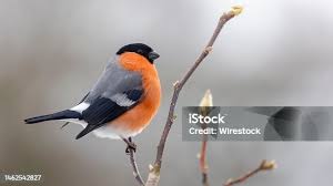 Attēlu rezultāti vaicājumam “Pyrrhula pyrrhula”