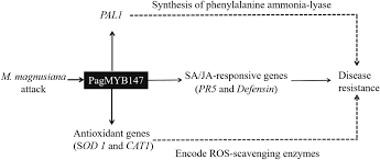 Attēlu rezultāti vaicājumam “Melampsora magnusiana”