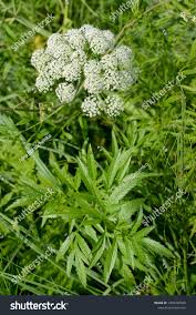 Attēlu rezultāti vaicājumam “Cicuta virosa”