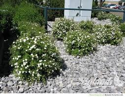 Attēlu rezultāti vaicājumam “Potentilla”