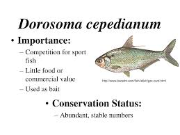 Image result for Dorosoma cepedianum