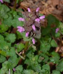 Attēlu rezultāti vaicājumam “Lamium purpureum”