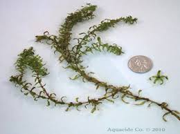 Attēlu rezultāti vaicājumam “Elodea canadensis leaf”