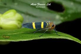 Attēlu rezultāti vaicājumam “Cicadellidae”