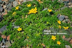 Attēlu rezultāti vaicājumam “Argentina anserina bud”