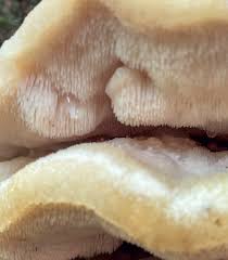 Attēlu rezultāti vaicājumam “Climacodon septentrionalis”