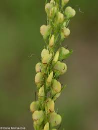 Attēlu rezultāti vaicājumam “Veronica austriaca subsp. teucrium bud”