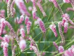 Attēlu rezultāti vaicājumam “Sanguisorba officinalis flower”