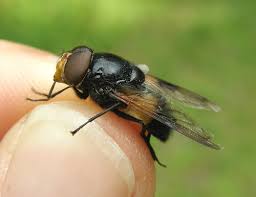 Attēlu rezultāti vaicājumam “Volucella pellucens”