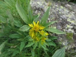 Image result for Solidago virgaurea