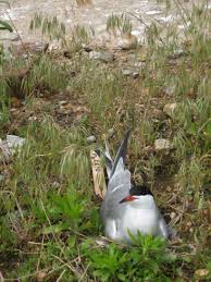 Attēlu rezultāti vaicājumam “Sterna hirundo adult”
