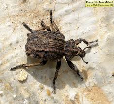 Image result for Brachycerus undatus