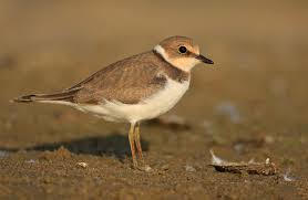 Attēlu rezultāti vaicājumam “Charadrius dubius adult”