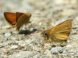 Attēlu rezultāti vaicājumam “Thymelicus lineola underside”