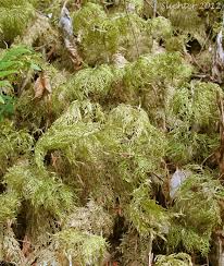 Attēlu rezultāti vaicājumam “Hylocomium splendens sporophyte”