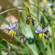 Attēlu rezultāti vaicājumam “Dianemataceae”
