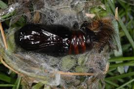 Attēlu rezultāti vaicājumam “Diacrisia sannio male”