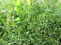 Attēlu rezultāti vaicājumam “Polygonum arenastrum leaf”