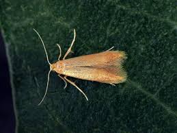 Attēlu rezultāti vaicājumam “Tischeria ekebladella”