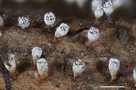 Attēlu rezultāti vaicājumam “Craterium leucocephalum”