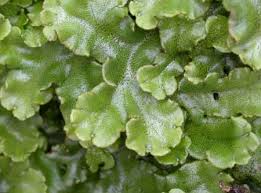 Attēlu rezultāti vaicājumam “Marchantia polymorpha”