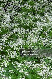 Attēlu rezultāti vaicājumam “Anthriscus”